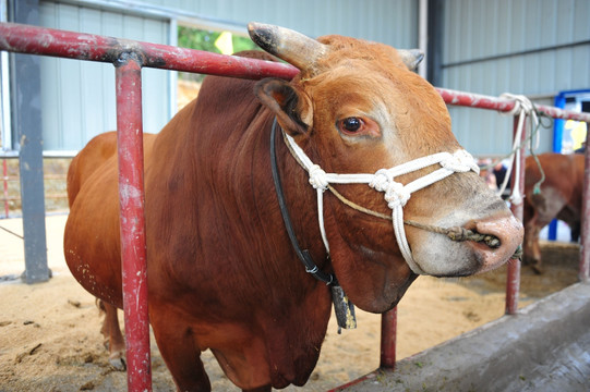 畜牧养殖肉牛