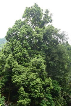 千年楠木树
