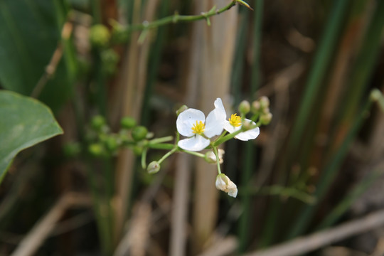 蝴蝶花