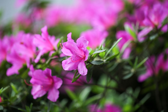 映山红 杜鹃花 杜鹃 花 花卉