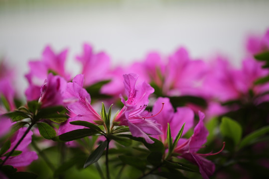 杜鹃 映山红 杜鹃花 花 花卉