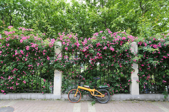 蔷薇 月季 蔷薇花 花 花卉