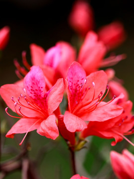 映山红 杜鹃花 杜鹃 花 花卉