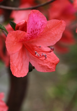 映山红 杜鹃花 杜鹃 花 花卉