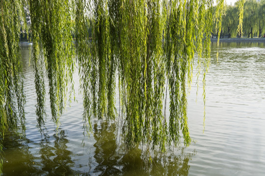 湖水和柳树
