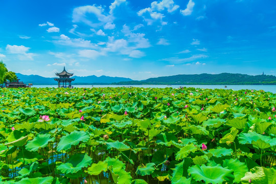 西湖风景