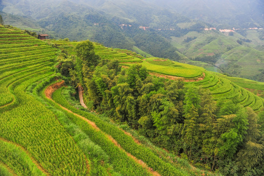 龙脊梯田