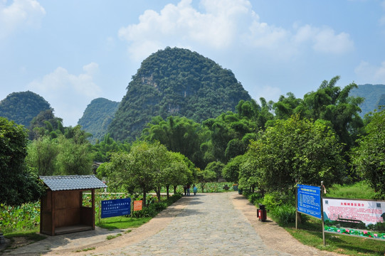 大榕树景区