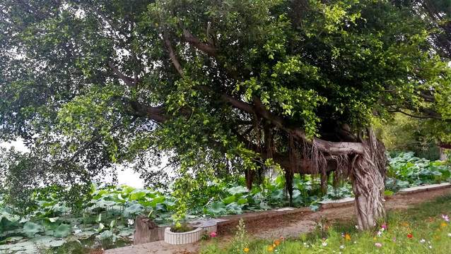 榕树 气生根 植物 大树 热带