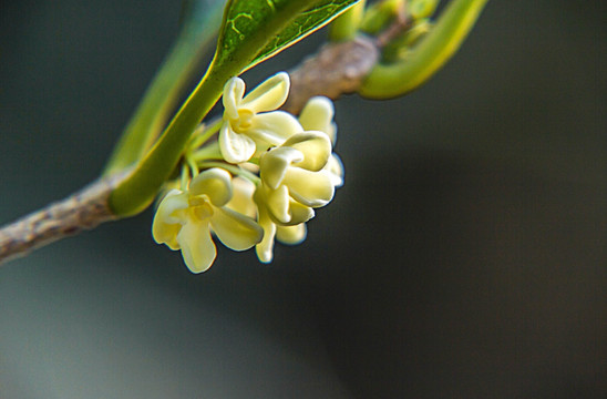 桂花