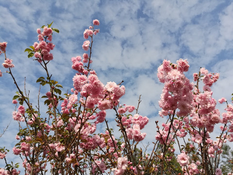 樱花