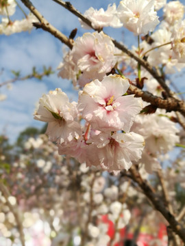 粉色樱花