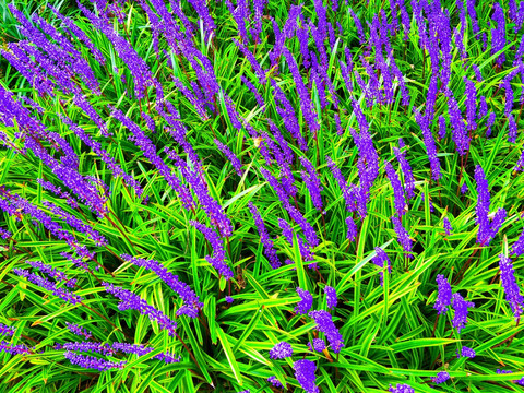 紫色麦冬草