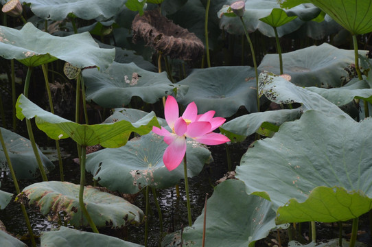 荷花池