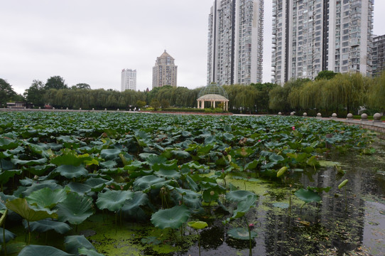 荷花池