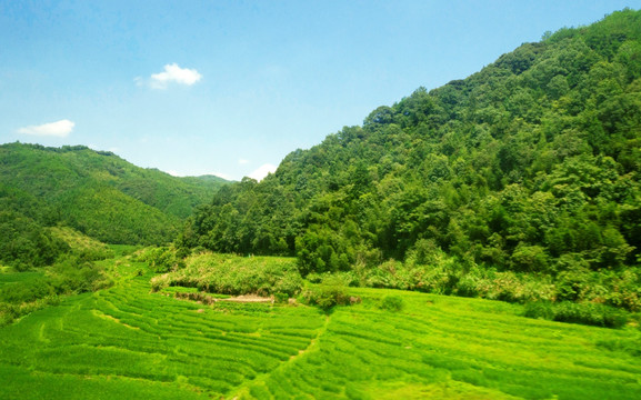 青山脚下绿油油