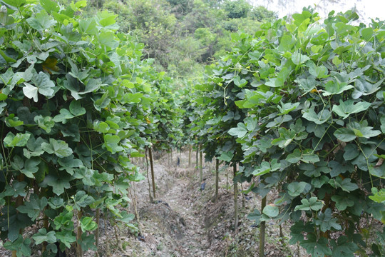 葛根种植基地 粉葛 葛藤