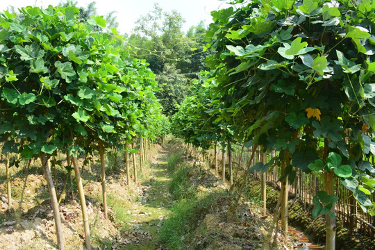 葛根种植基地 粉葛 葛藤