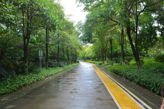 林荫小道 道路 休闲