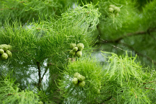 松柏 水杉