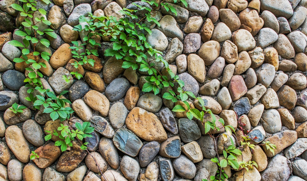 绿叶墙 植物石头墙