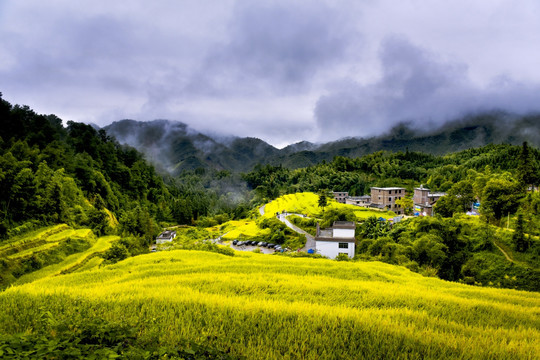 金黄稻田