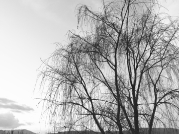黑白柳树