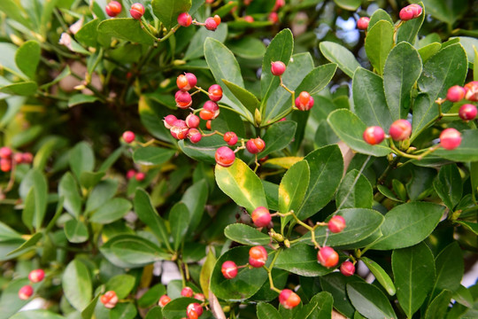 小叶黄杨植物