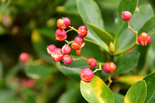 小叶黄杨植物