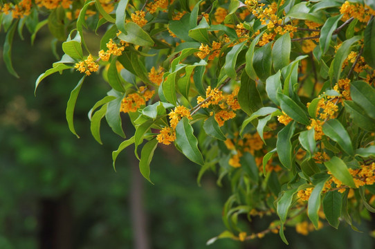 桂花