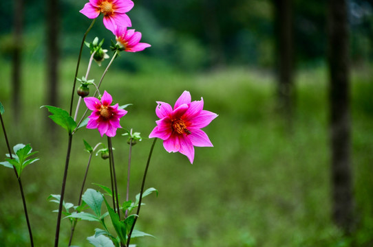 小丽花