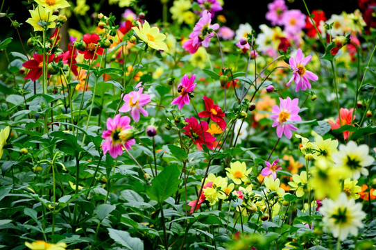 小丽花