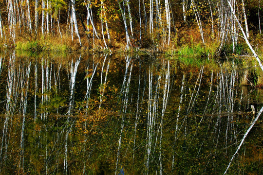 湿地秋季白桦林