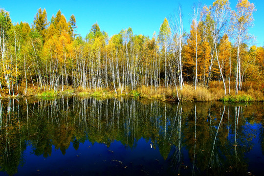 秋季森林湿地倒影