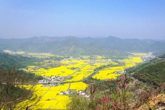 柯村油菜花