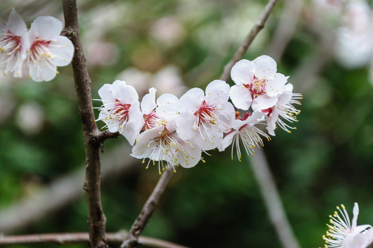 梅花