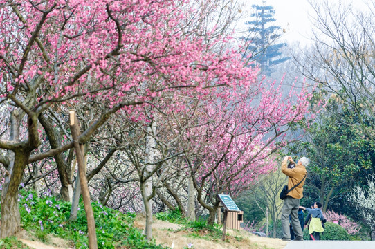 梅花