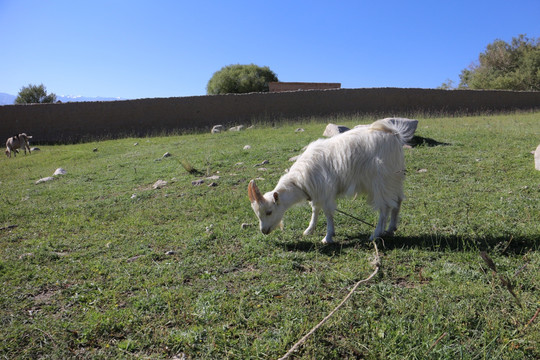 草地上的山羊