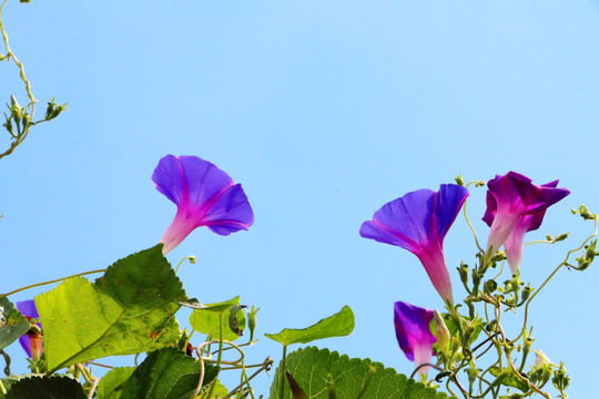 蓝背景天紫色花