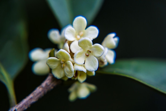 桂花