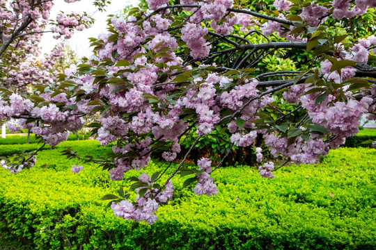 樱花