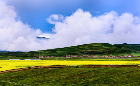 阿坝油菜花