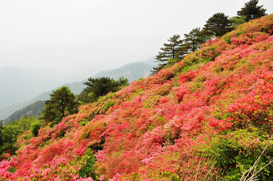 龟峰山杜鹃