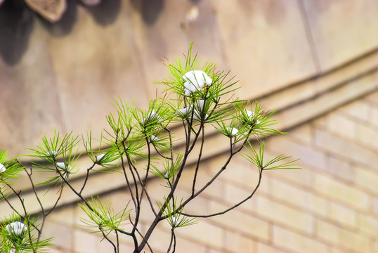 积雪的松枝