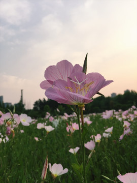 夕阳下的花海