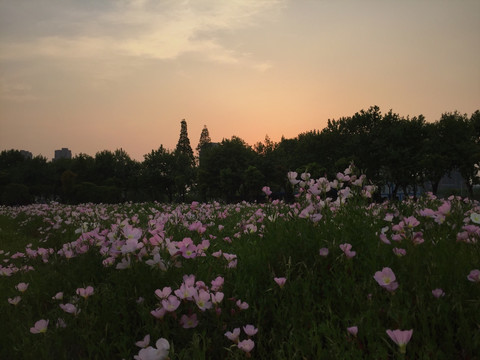 夕阳下的花海