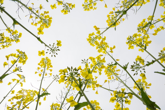 仰拍油菜花