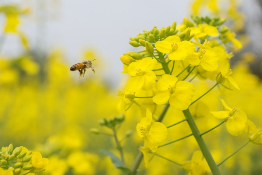 蜜蜂和油菜花