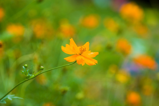 花 野花 鲜花