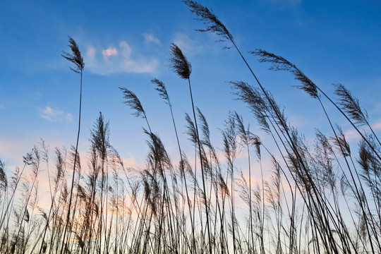 湿地夕阳 芦苇地